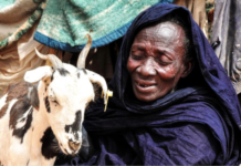 FAO’s digital platform strengthens early warning and response to Rift Valley fever