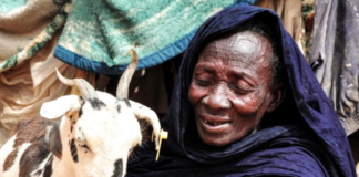 FAO’s digital platform strengthens early warning and response to Rift Valley fever