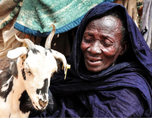 rift valley fever