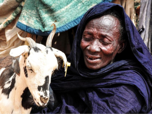 FAO’s digital platform strengthens early warning and response to Rift Valley fever