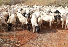 Kenya eyes major sheep export deal with Algeria ahead of Eid al-Adha