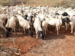 Kenya eyes major sheep export deal with Algeria ahead of Eid al-Adha