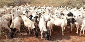 Kenya eyes major sheep export deal with Algeria ahead of Eid al-Adha