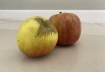 Tru-Cape celebrates 364 years of South African apples with historic tree planting in Cape Town