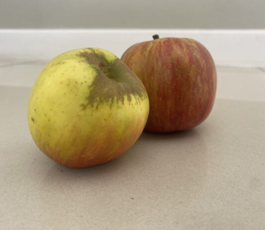 Tru-Cape celebrates 364 years of South African apples with historic tree planting in Cape Town