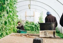 The missing link: connecting agroforestry, recycling, and paper mills to create real jobs