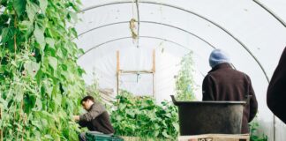 The missing link: connecting agroforestry, recycling, and paper mills to create real jobs