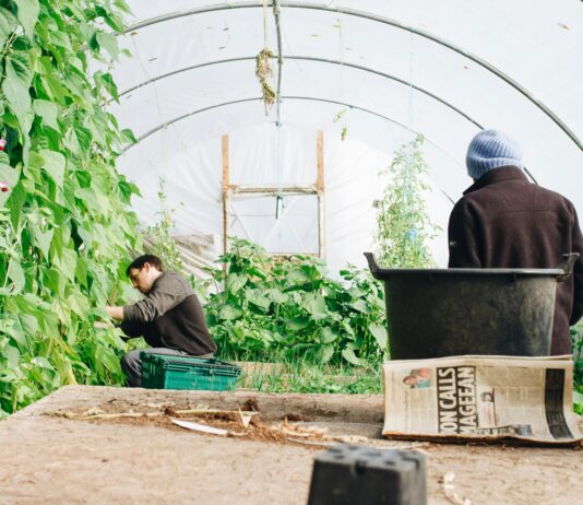 The missing link: connecting agroforestry, recycling, and paper mills to create real jobs