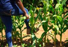 Corteva agtech building sustainable agricultural productivity in South Africa