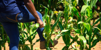 Corteva agtech building sustainable agricultural productivity in South Africa