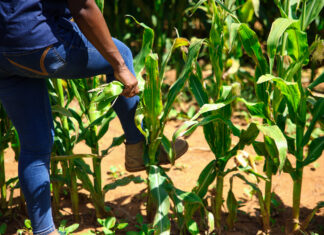 Corteva agtech building sustainable agricultural productivity in South Africa