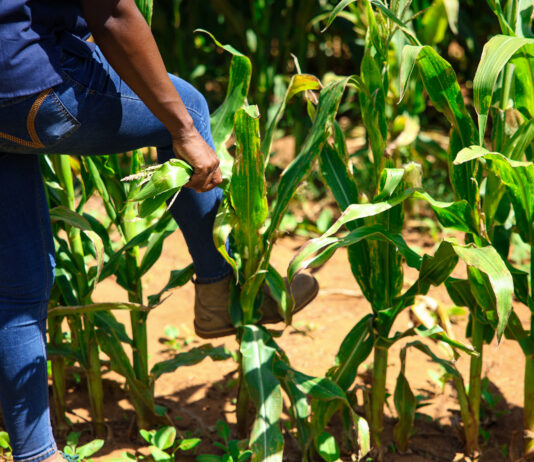 Corteva agtech building sustainable agricultural productivity in South Africa