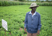 Africa’s forgotten crops could be the future of food security