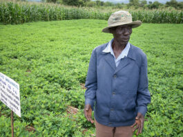 Africa’s forgotten crops could be the future of food security