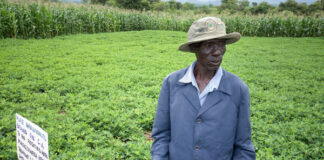 Africa’s forgotten crops could be the future of food security