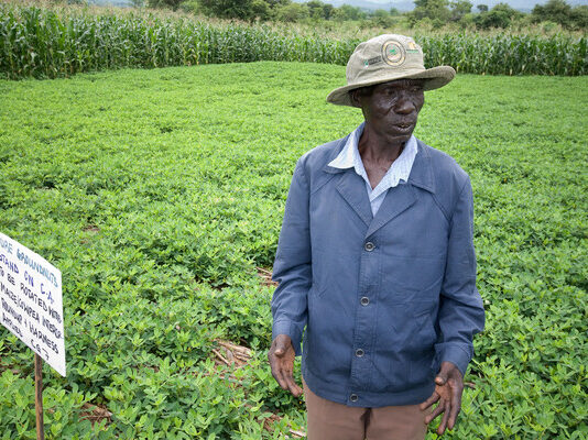 Africa’s forgotten crops could be the future of food security