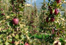Kissabel® apples are thriving, enjoying continued success in Europe while a new growing season begins in the Southern Hemisphere