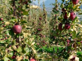Kissabel® apples are thriving, enjoying continued success in Europe while a new growing season begins in the Southern Hemisphere