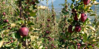 Kissabel® apples are thriving, enjoying continued success in Europe while a new growing season begins in the Southern Hemisphere