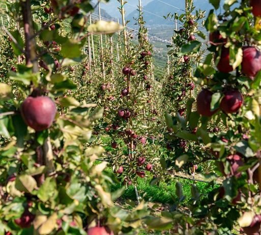 Kissabel apples