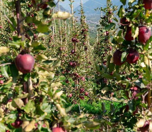 Kissabel® apples are thriving, enjoying continued success in Europe while a new growing season begins in the Southern Hemisphere