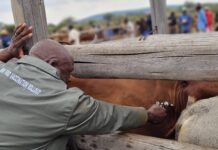 South Africa reports positive progress in mass foot-and-mouth disease vaccination campaign