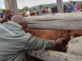 South Africa reports positive progress in mass foot-and-mouth disease vaccination campaign