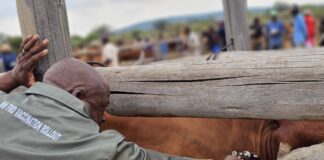 South Africa reports positive progress in mass foot-and-mouth disease vaccination campaign