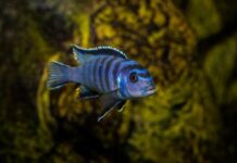 Peacock Cichlid Fish: Complete Care, Diet & Tank Guide