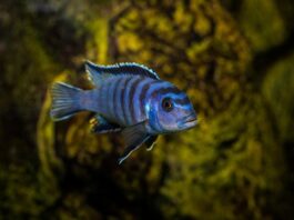 Peacock Cichlid Fish: Complete Care, Diet & Tank Guide