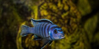 Peacock Cichlid Fish: Complete Care, Diet & Tank Guide