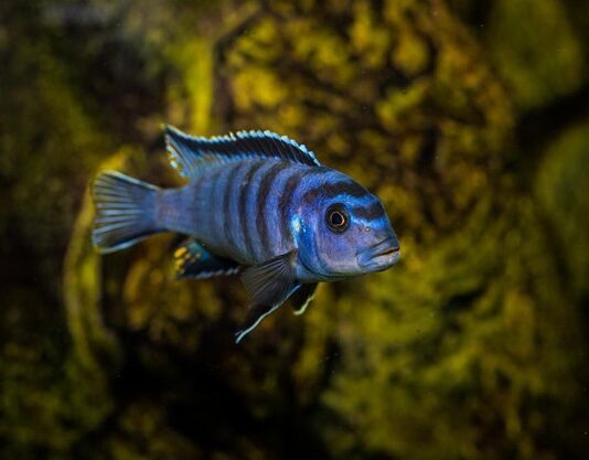 Peacock Cichlid Fish: Complete Care, Diet & Tank Guide