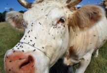 Breaking resistance: How Syngenta’s Advion®WDG is transforming house fly control