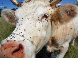 Breaking resistance: How Syngenta’s Advion®WDG is transforming house fly control