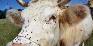 Breaking resistance: How Syngenta’s Advion®WDG is transforming house fly control