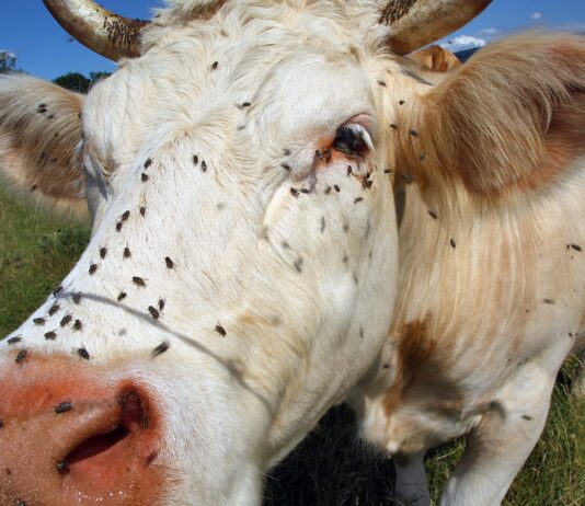 Breaking resistance: How Syngenta’s Advion®WDG is transforming house fly control