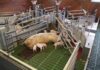 WEDA unveils Be.Fit exercise pen, combining animal welfare with functionality