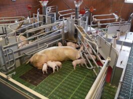 WEDA unveils Be.Fit exercise pen, combining animal welfare with functionality