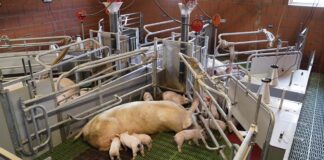 WEDA unveils Be.Fit exercise pen, combining animal welfare with functionality