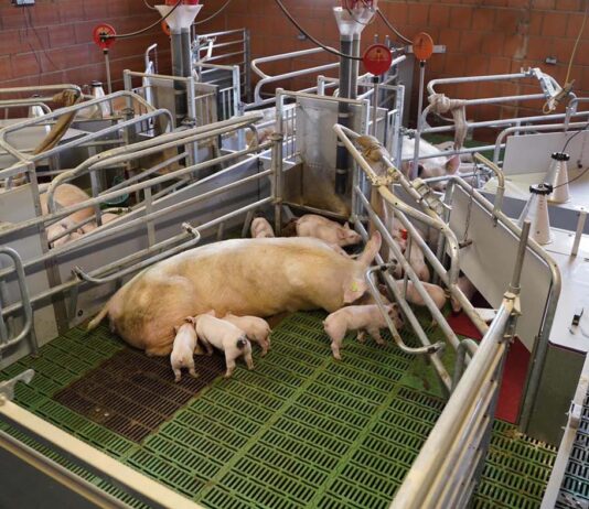 WEDA unveils Be.Fit exercise pen, combining animal welfare with functionality