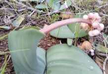 City Nature Challenge draws South Africans outdoors for Global BioBlitz