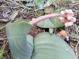 City Nature Challenge draws South Africans outdoors for Global BioBlitz