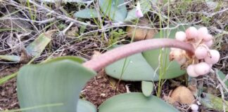 City Nature Challenge draws South Africans outdoors for Global BioBlitz