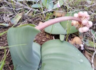 City Nature Challenge draws South Africans outdoors for Global BioBlitz