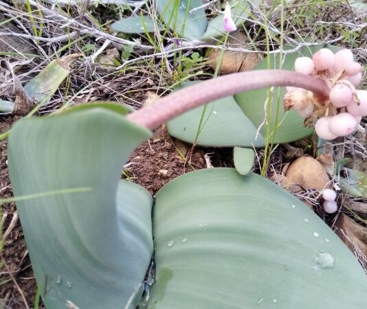 City Nature Challenge draws South Africans outdoors for Global BioBlitz