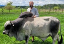 Veld fires: The silent threat to Zimbabwe’s land, water, and livestock