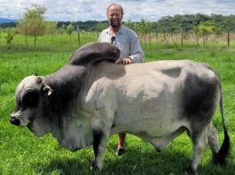 Veld fires: The silent threat to Zimbabwe’s land, water, and livestock