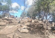 Sustainability drive: Rushinga farmers urged to commercialize livestock