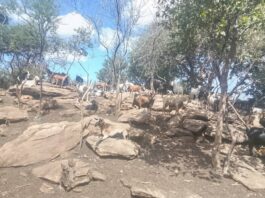 Sustainability drive: Rushinga farmers urged to commercialize livestock