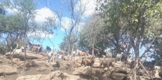 Sustainability drive: Rushinga farmers urged to commercialize livestock